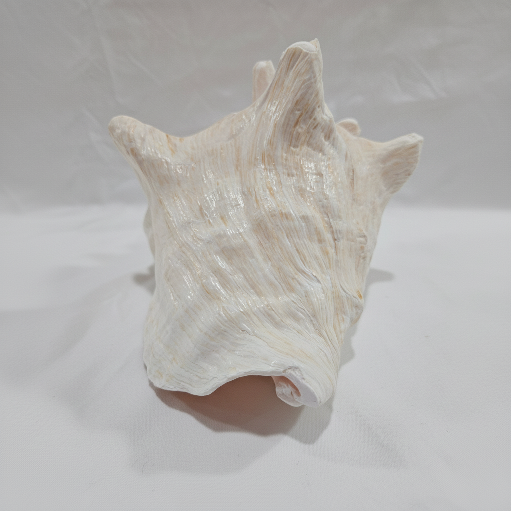 Vintage Pink Queen Conch, No Piercing