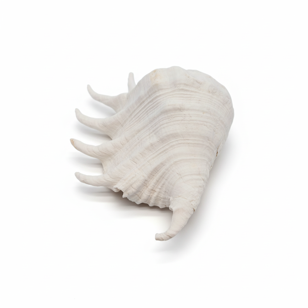Profile of a white Lambis Truncata Shell (Lambis truncata) – 11" with multiple pointed extensions on a white background
