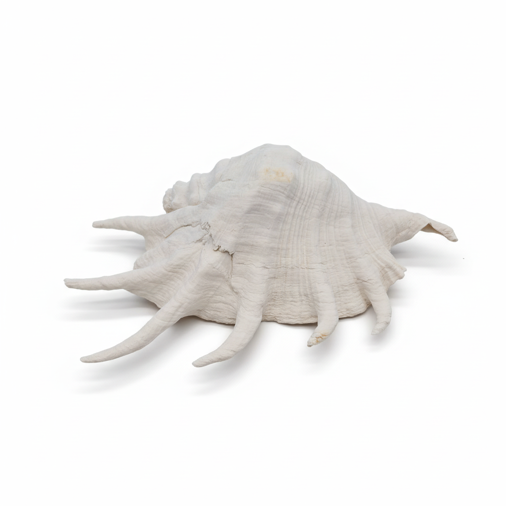 Large white seashell on a white background