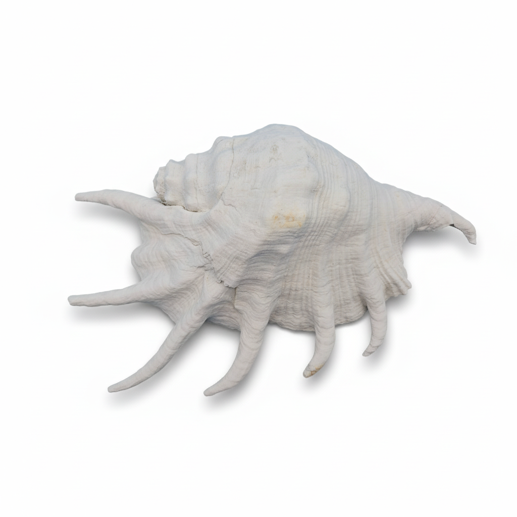 Overhead view of a white Lambis Truncata Shell (Lambis truncata) – 11" on a white background