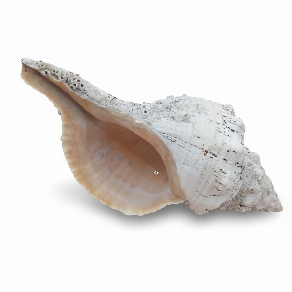Conch seashell on a white background