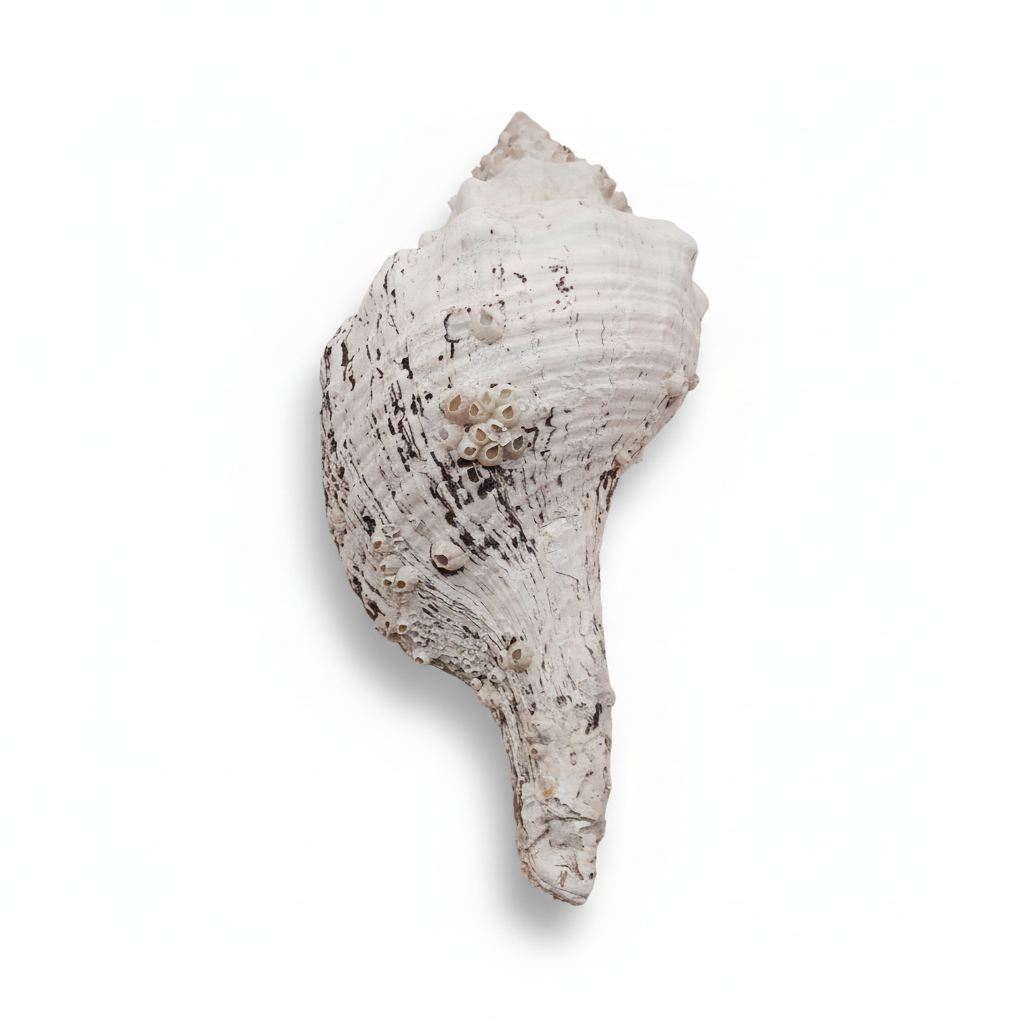 11.5" Horse Conch Shell with Barnacle Growth & Periostracum – Fasciolaria gigante