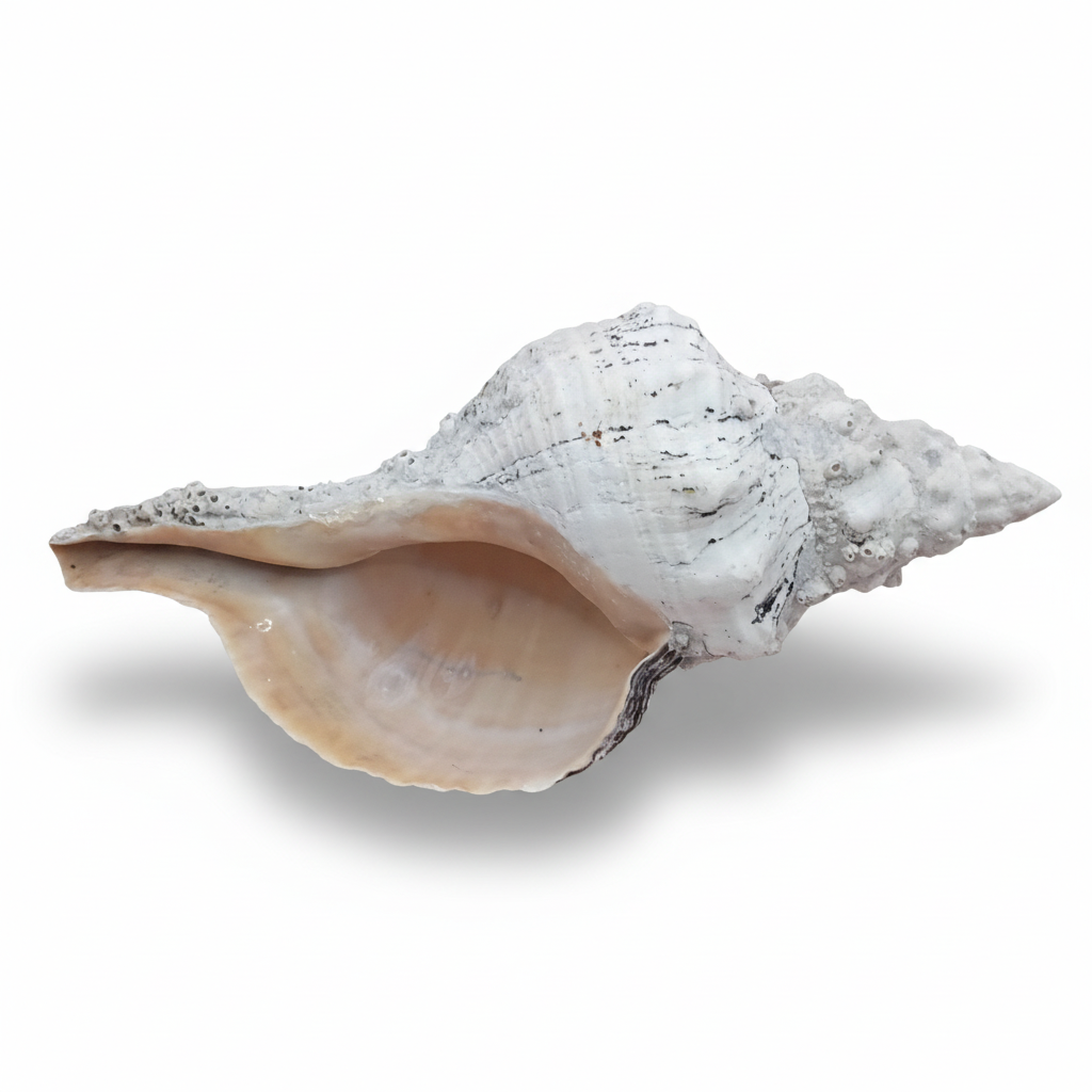11.5" Horse Conch Shell with Barnacle Growth & Periostracum – Fasciolaria gigante