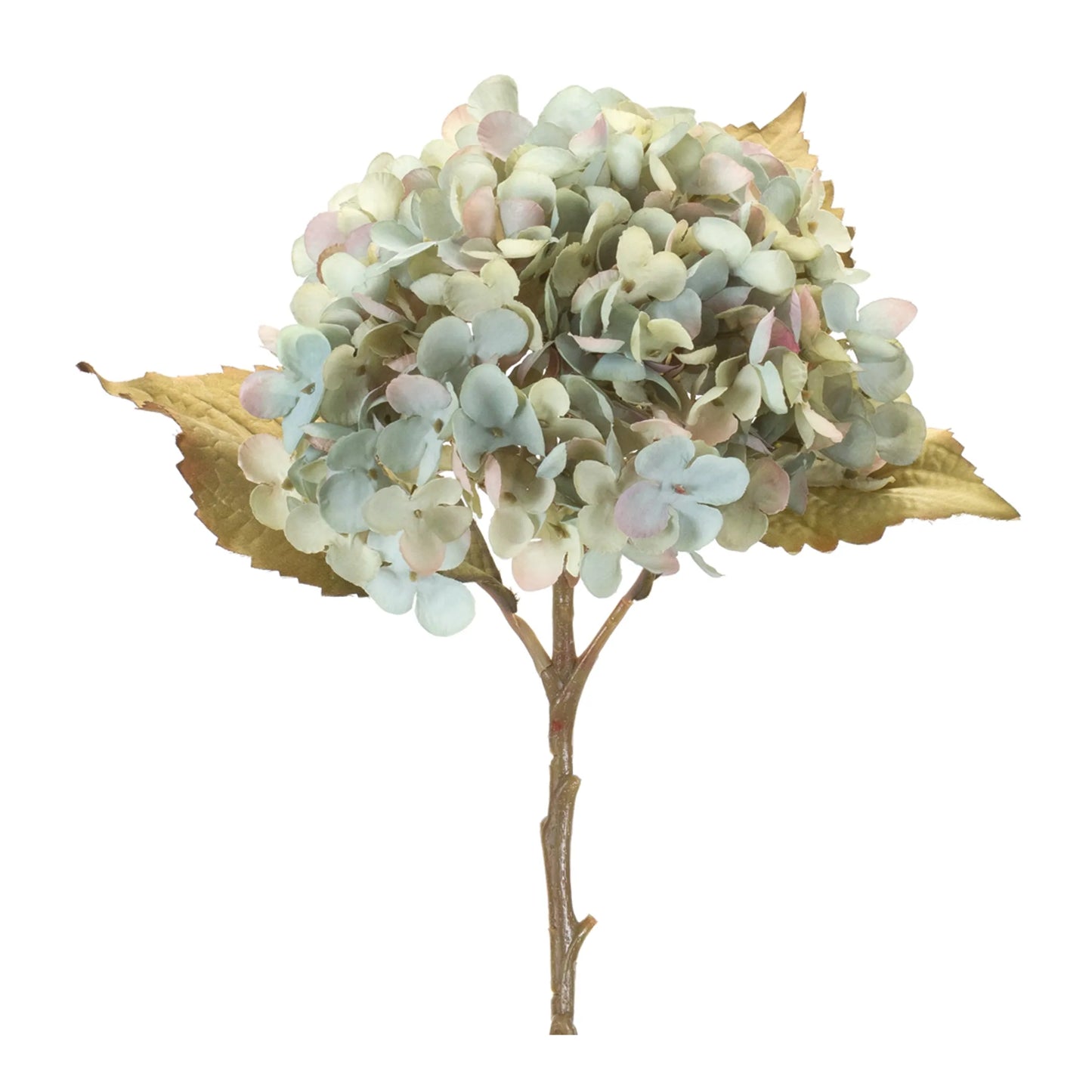 Hydrangea Stem