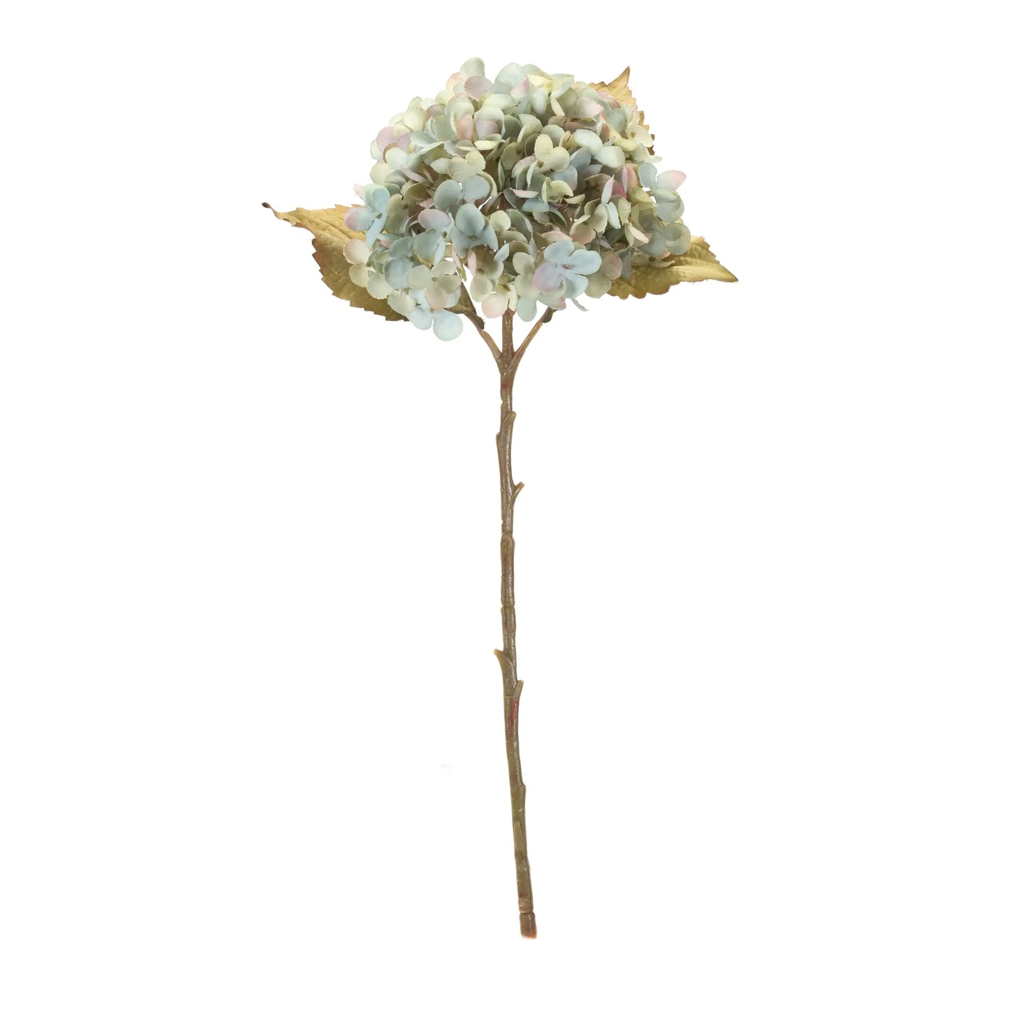 Hydrangea Stem