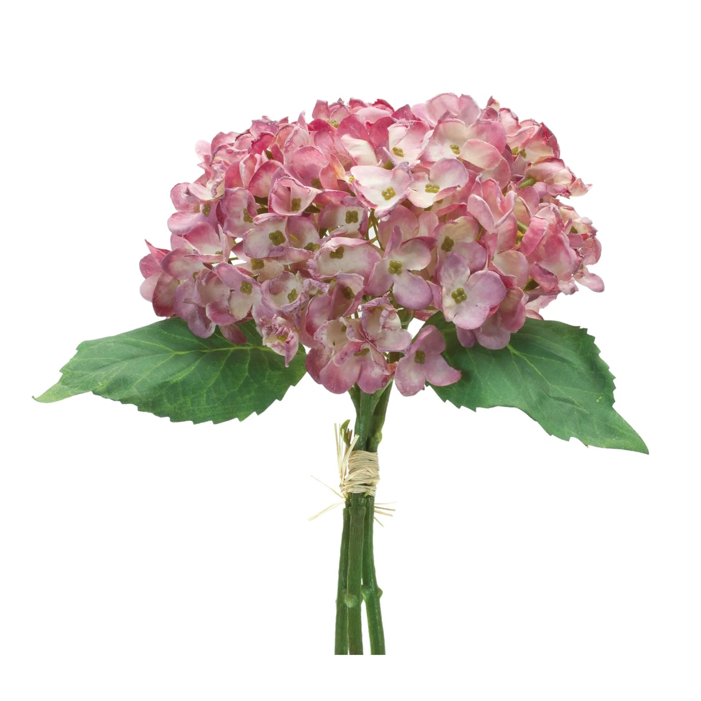 Hydrangea Bundle