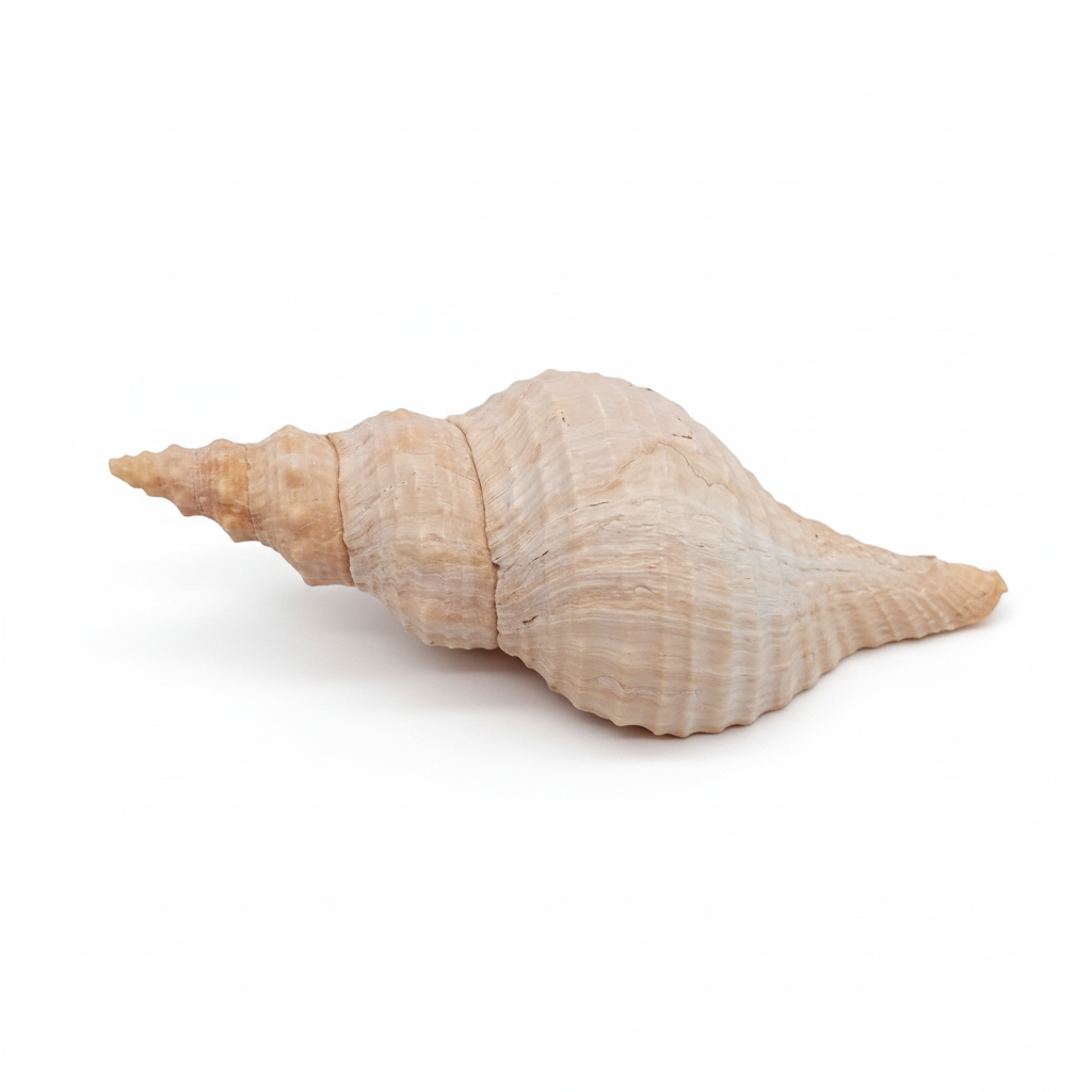 8" Horse Conch Specimen with Operculum & Documentation – Triplofusus giganteus