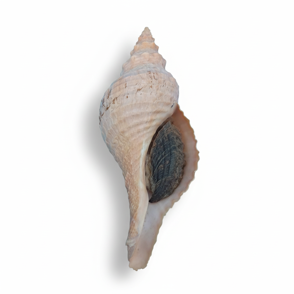 8" Horse Conch Specimen with Operculum & Documentation – Triplofusus giganteus