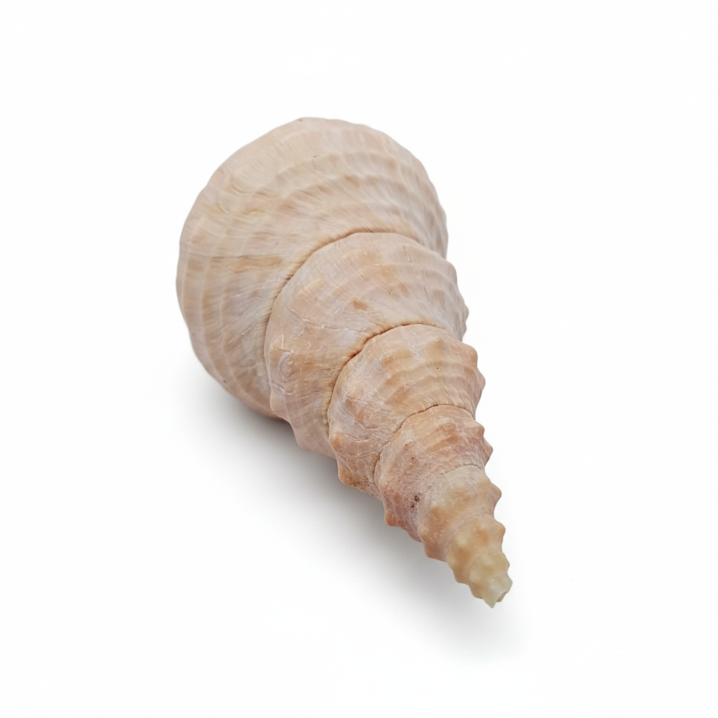 8" Horse Conch Specimen with Operculum & Documentation – Triplofusus giganteus