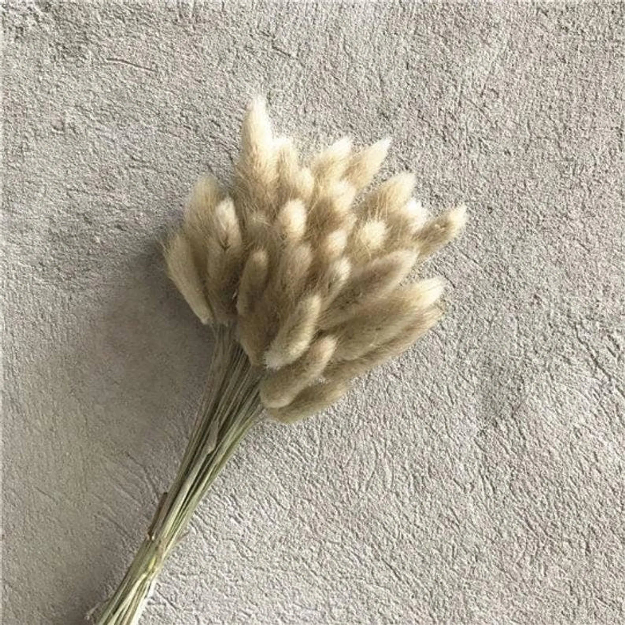 Dried Bunny Tail, Floral Décor