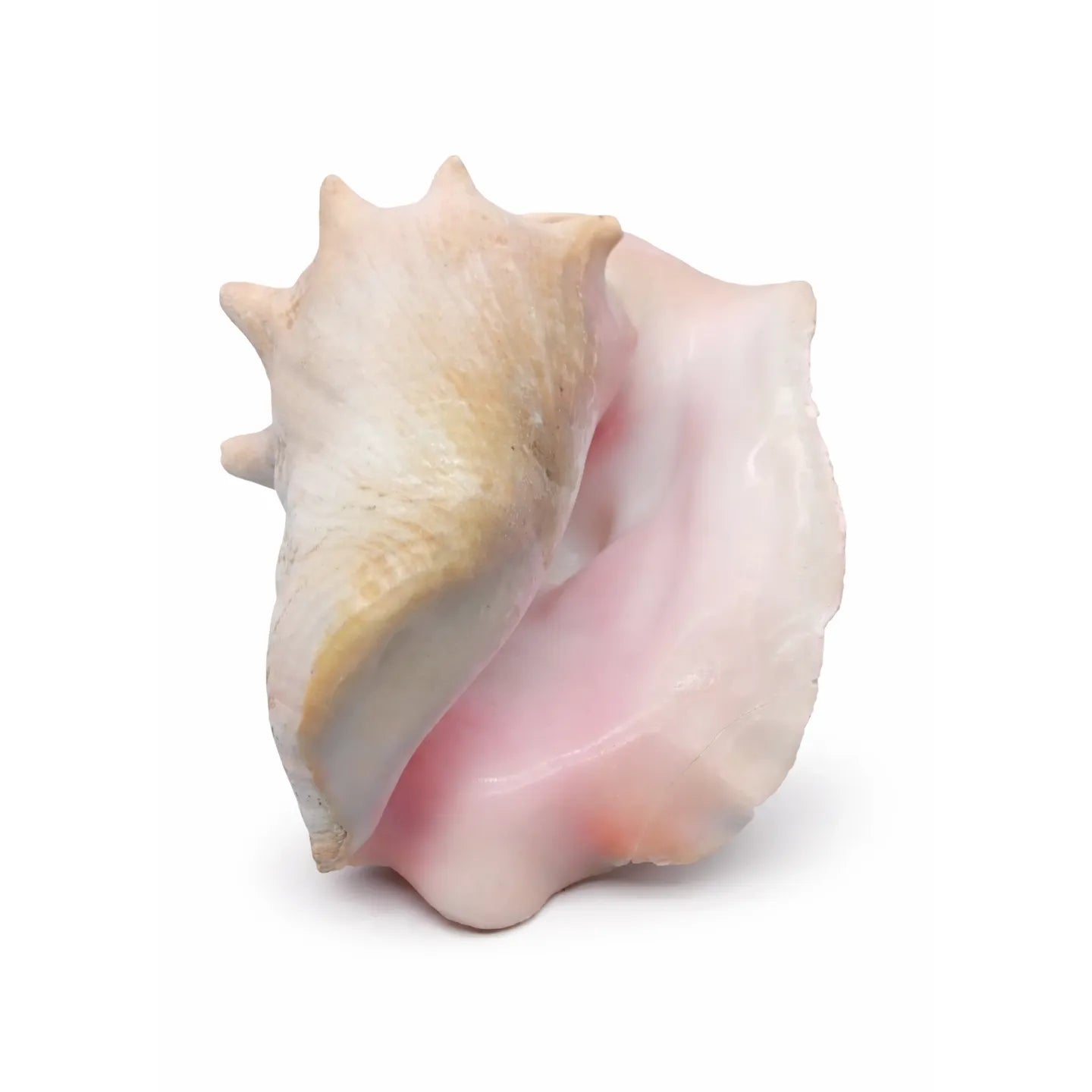 Underside of a 9" Pink Queen Conch Display Shell – NON PIERCED (Strombus Gigas) with pink and beige colors on a white background
