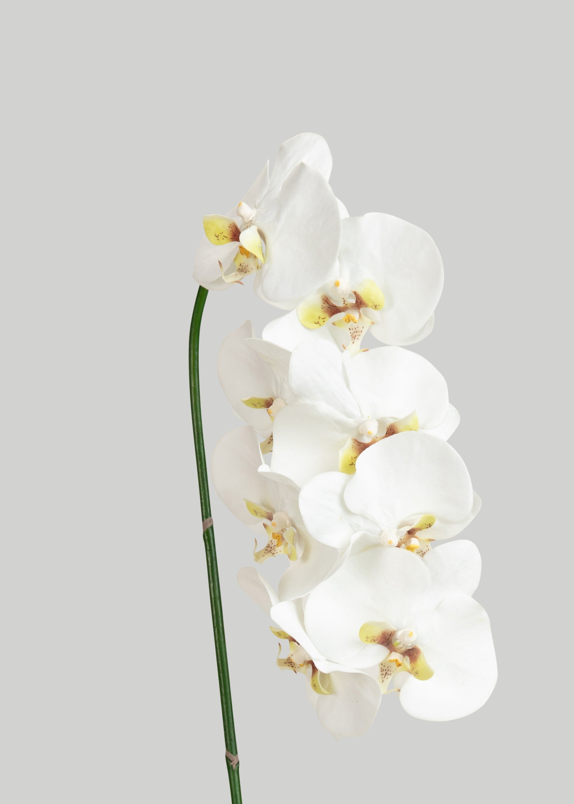 Faux White Blooming Phalaenopsis Orchids - 40"