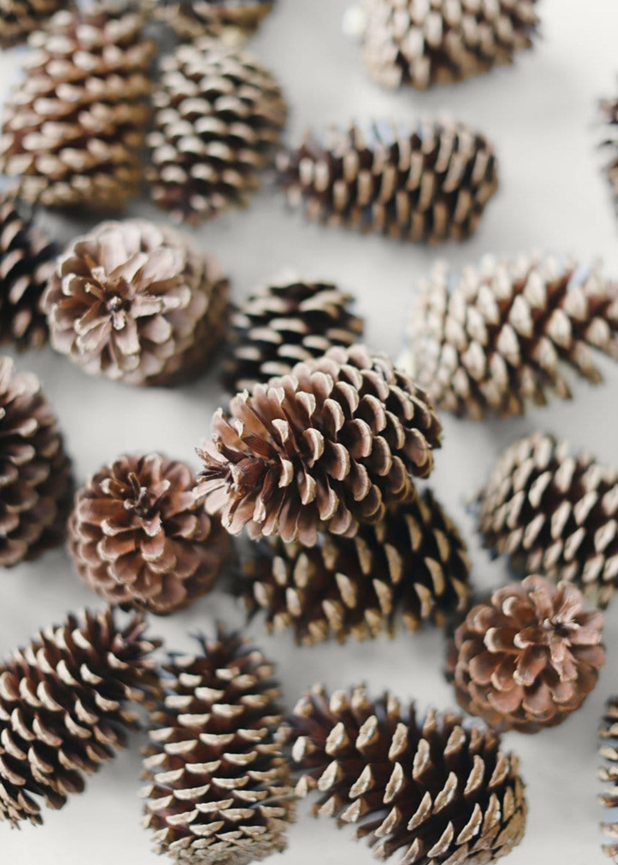 Box of 100 Natural Pine Cones - 2-6"