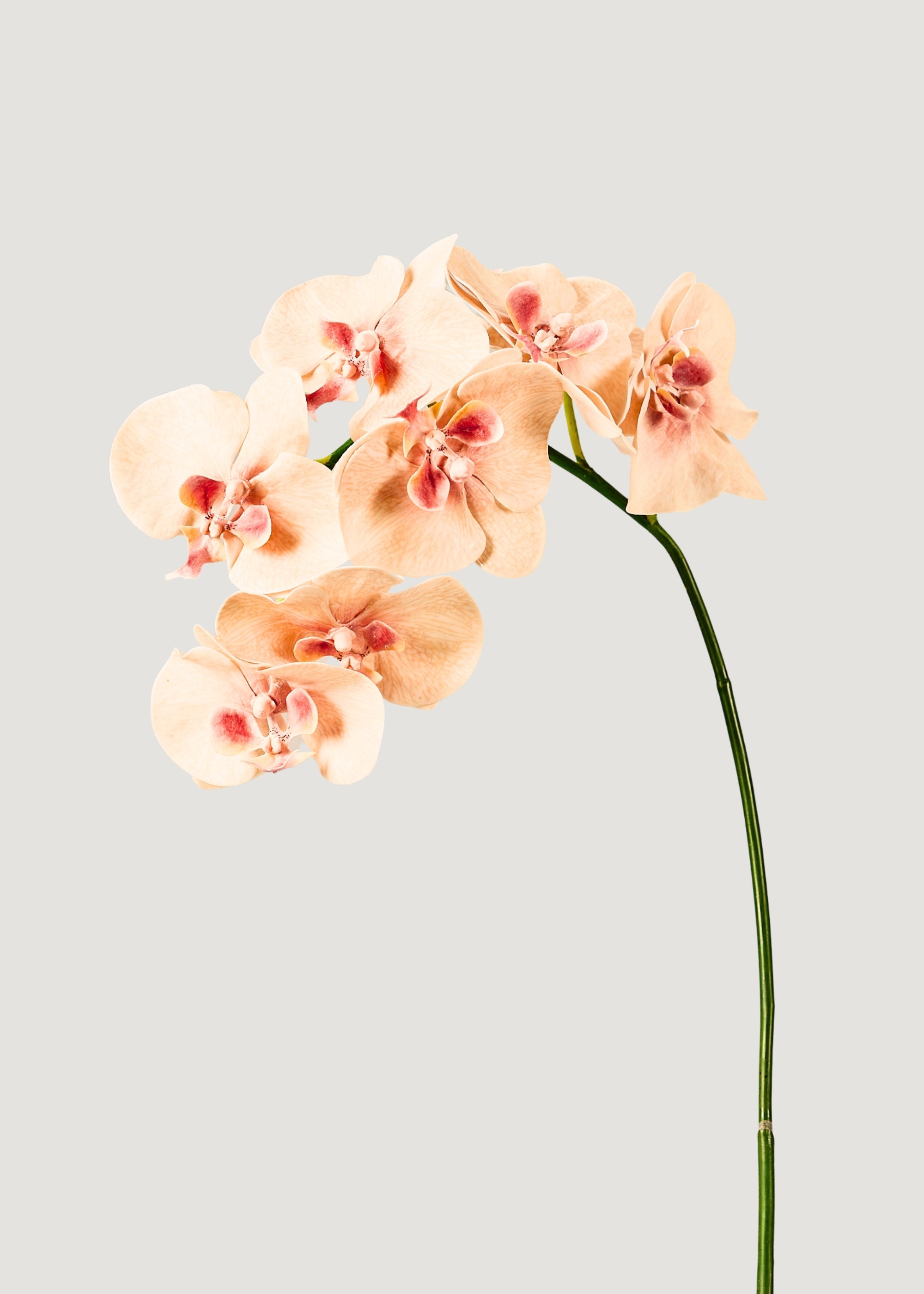 Fake Blooming Phalaenopsis Orchids in Peach Pink - 40"