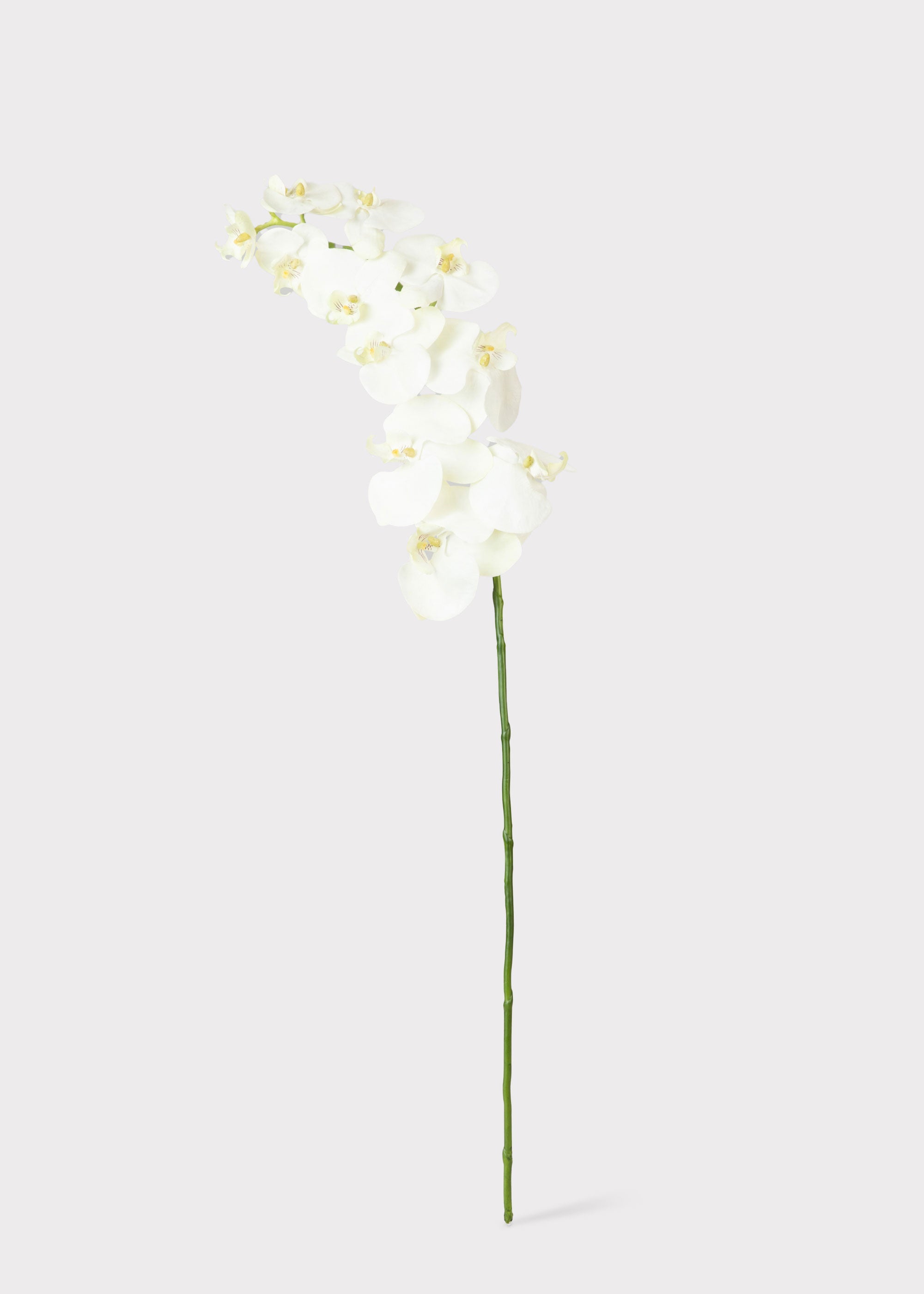 White Cream Artificial Phalaenopsis Orchids - 39"
