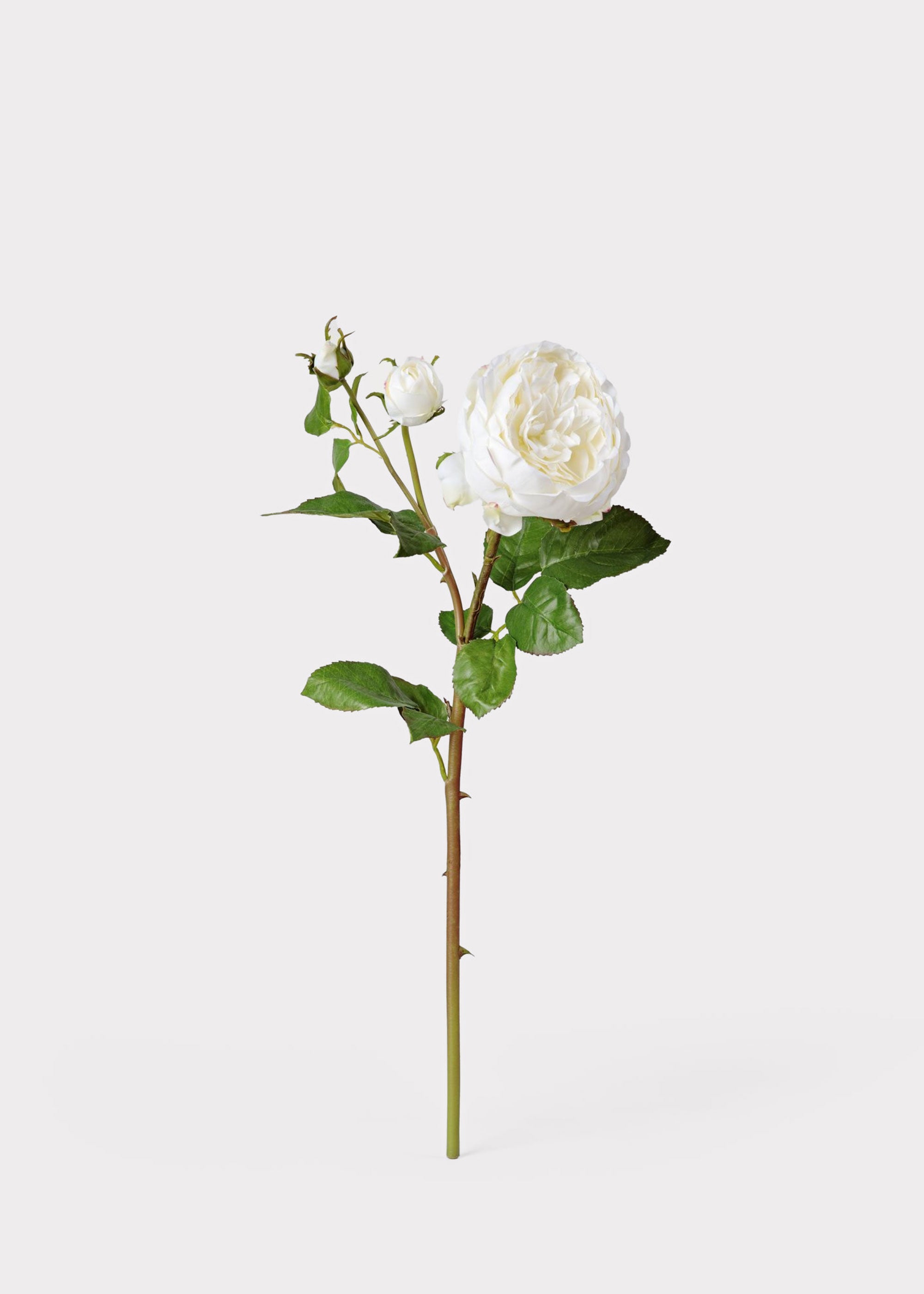Real Touch Fake Flower English Rose with Bud - 21"