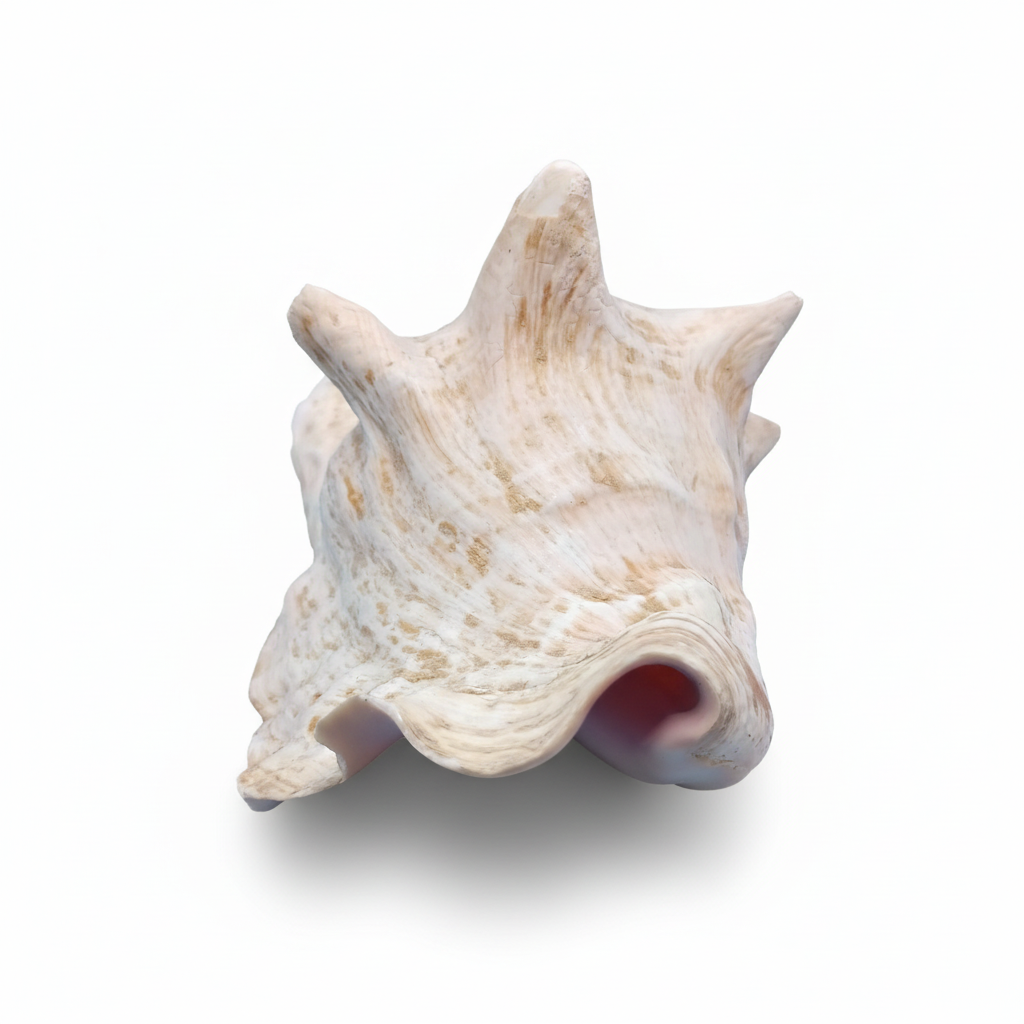 Front profile of a 9" Pink Queen Conch Display Shell – NON PIERCED (Strombus Gigas) on a white background