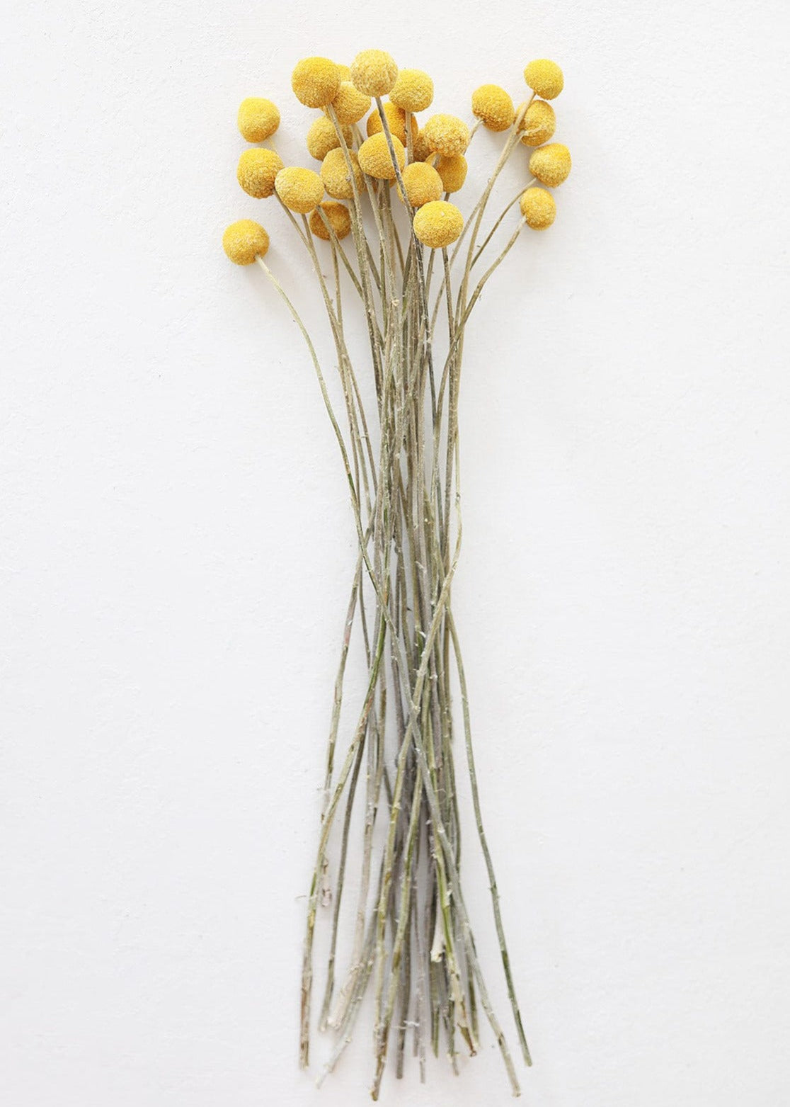 Bundle of 25 Dried Craspedia Billy Buttons - 18-26"