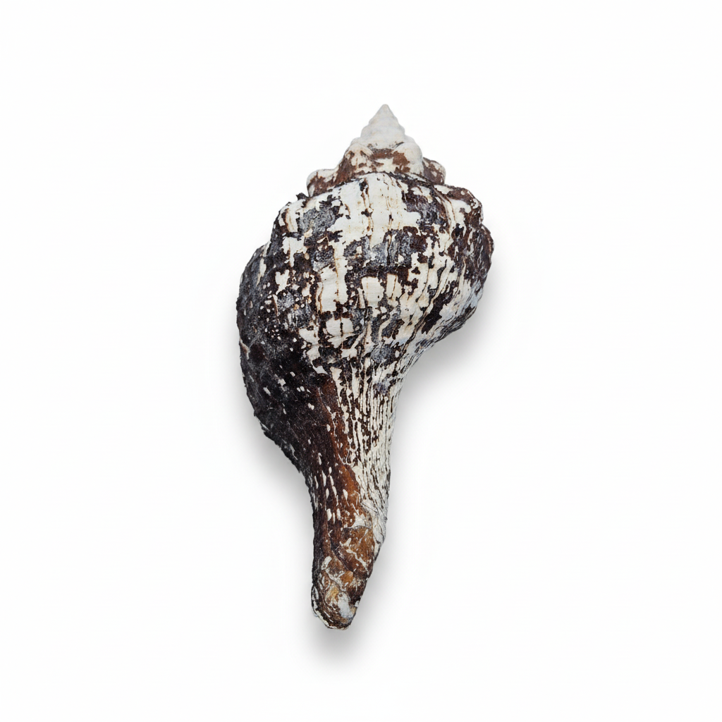 Horse Conch Shell 11" Triplofusus giganteus Dark Textured Coastal Display