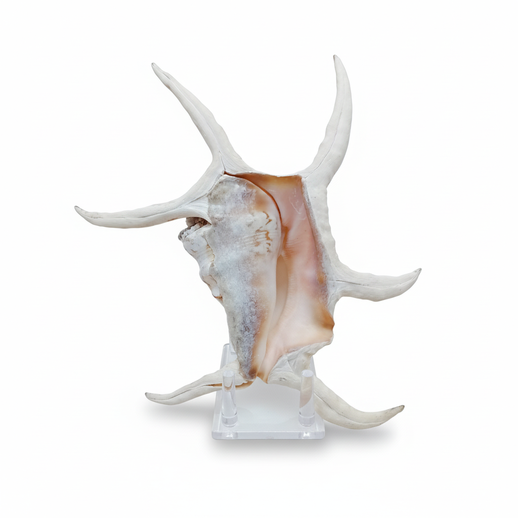 Lambis Chiragra Harpago Spider Conch Shell 9" | Coastal Display Specimen