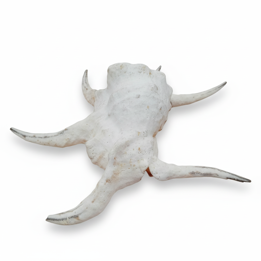 Lambis Chiragra Harpago Spider Conch Shell 9" | Coastal Display Specimen