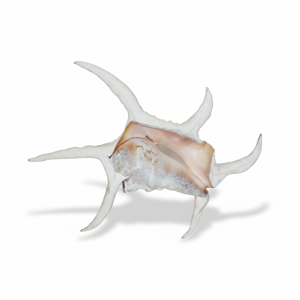 Lambis Chiragra Harpago Spider Conch Shell 9" | Coastal Display Specimen