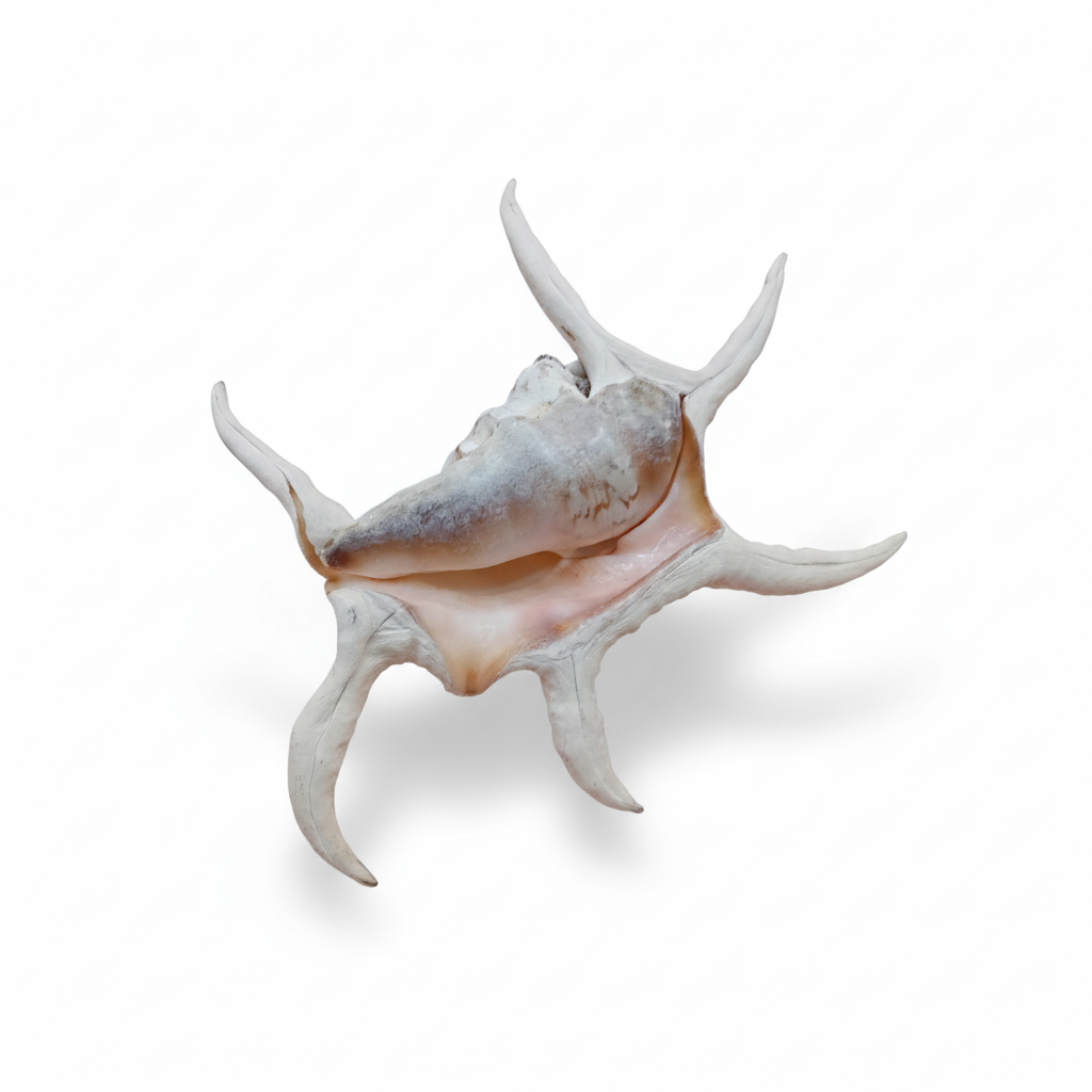 Lambis Chiragra Harpago Spider Conch Shell 9" | Coastal Display Specimen