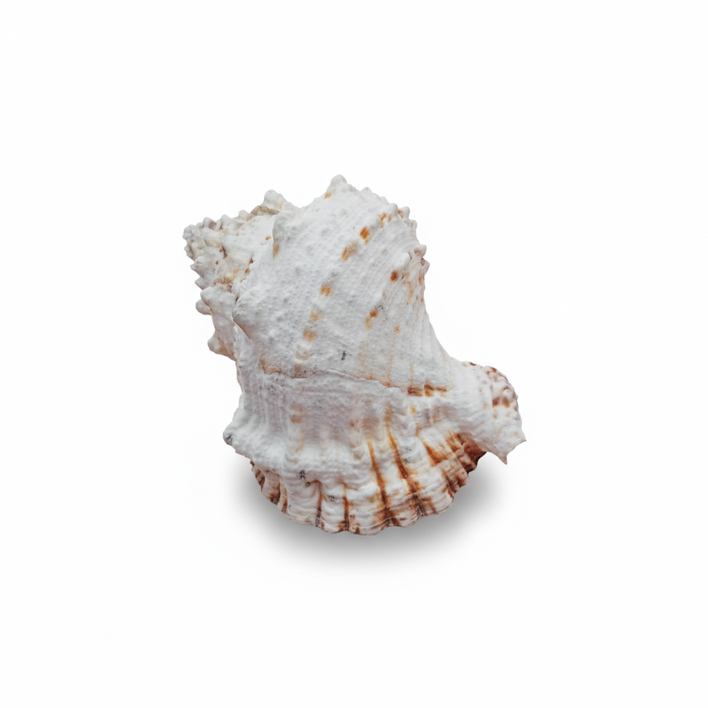 White and brown conch seashell on a white background