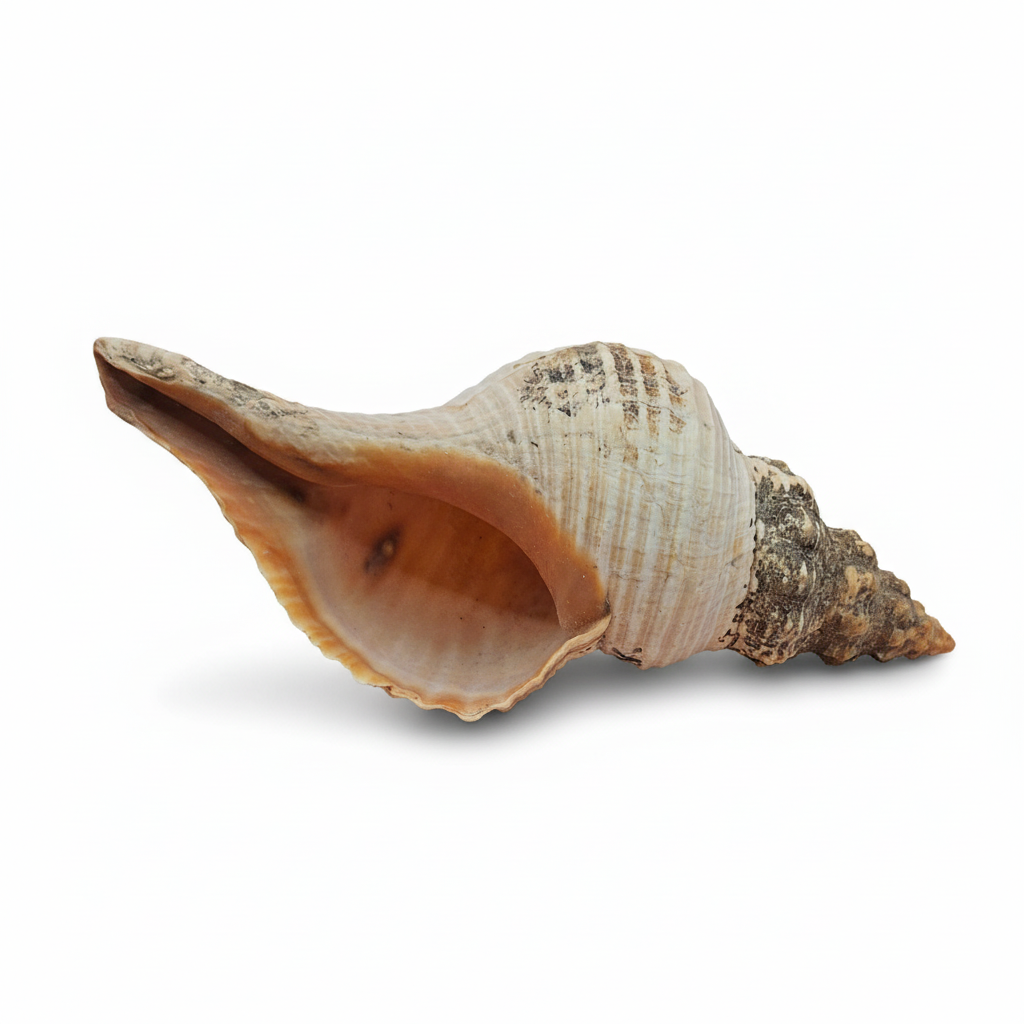 Large Horse Conch Shell – 10" Natural Coastal Display Shell