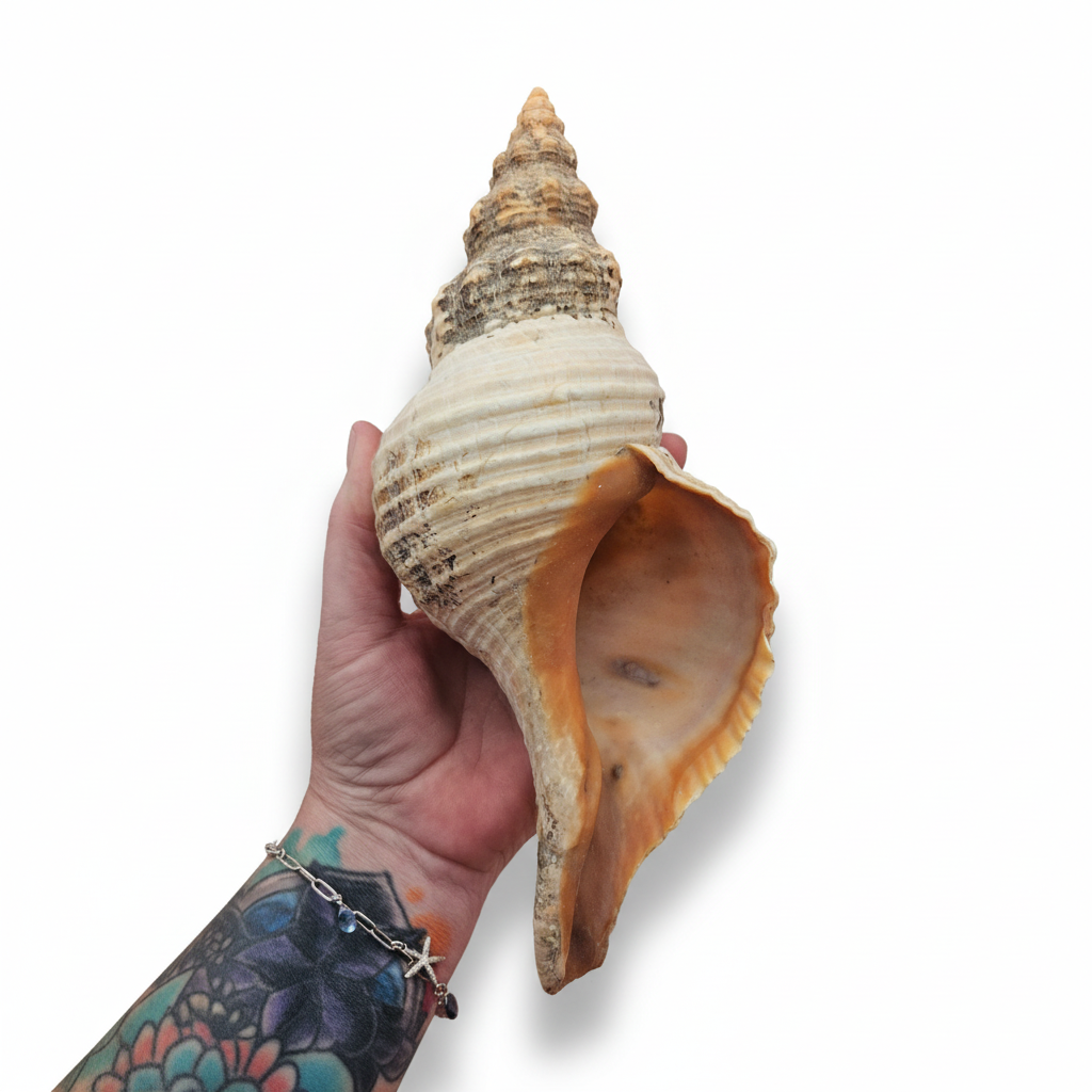 Large Horse Conch Shell – 10" Natural Coastal Display Shell