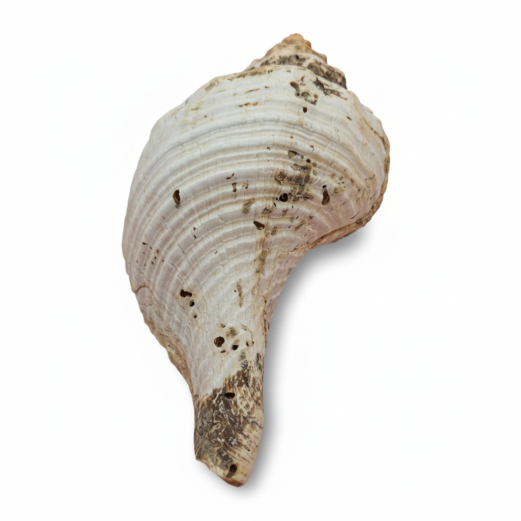 Large Horse Conch Shell – 10" Natural Coastal Display Shell