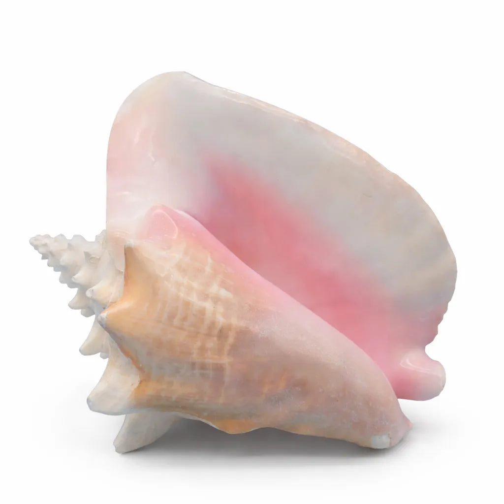 Colorful conch shell on a white background
