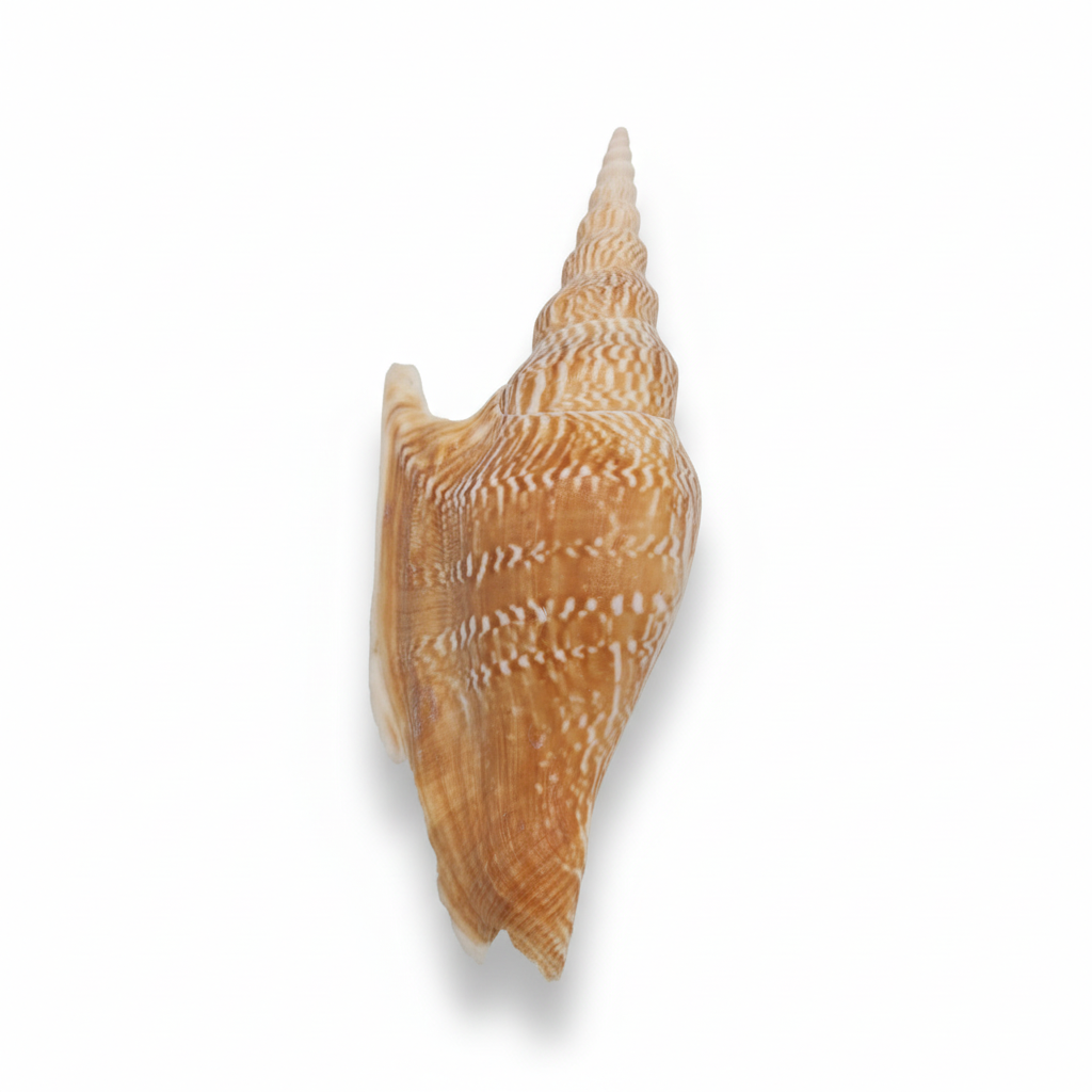 Lister’s Conch Display Shell – 5.5" Golden Spiral Coastal Décor Piece Mirabilistrombus listeri