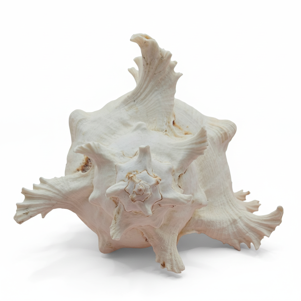 Murex Ramosus Conch – Large Spiny Seashell for Coastal & Nautical Decor (8.5" x 6.5")