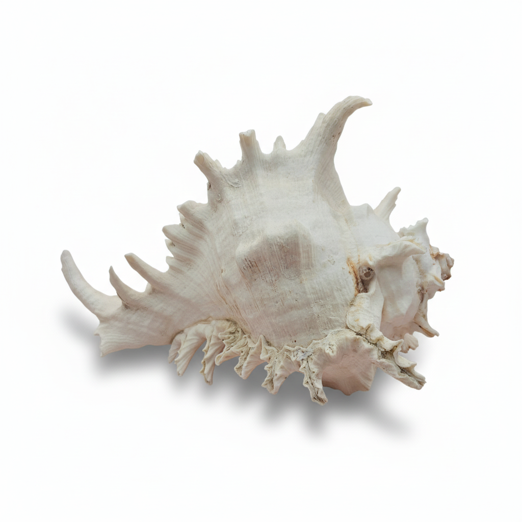 Murex Ramosus Conch – Large Spiny Seashell for Coastal & Nautical Decor (8.5" x 6.5")
