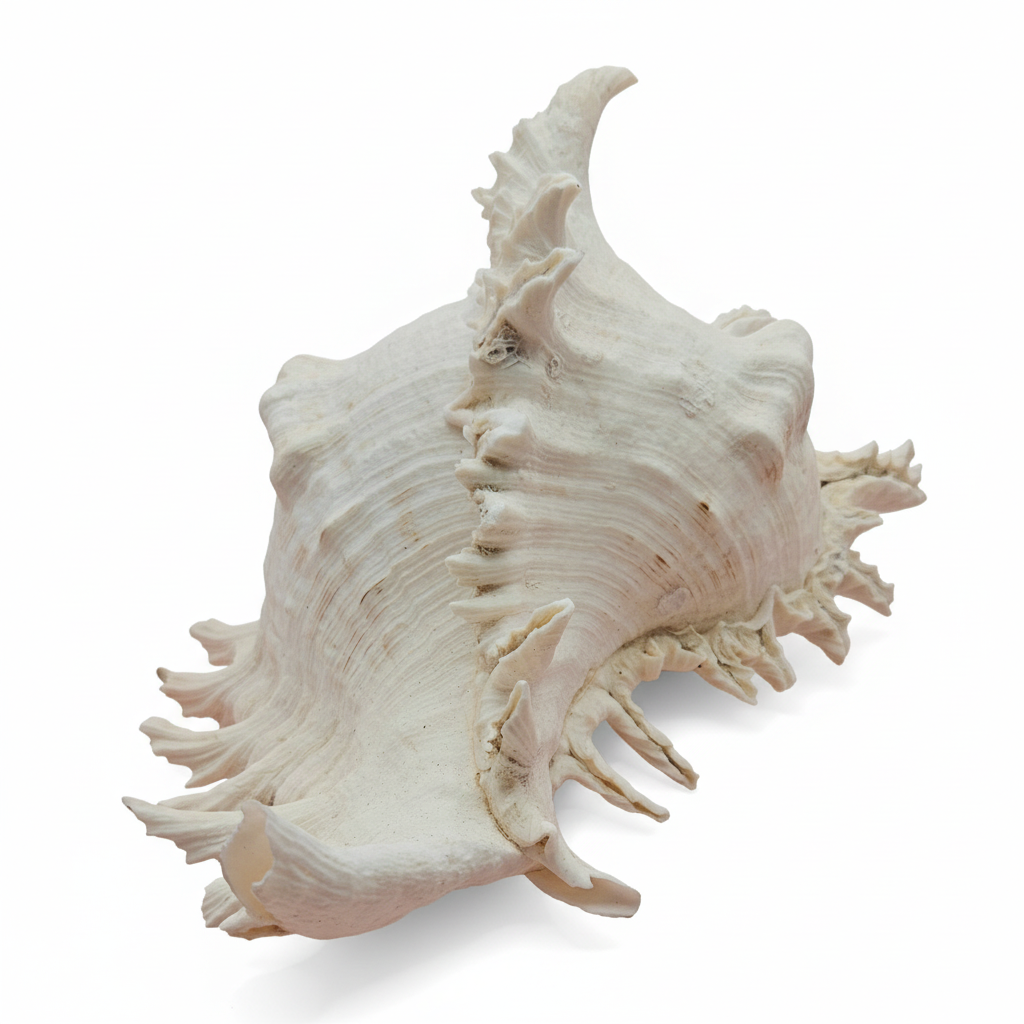 Murex Ramosus Conch – Large Spiny Seashell for Coastal & Nautical Decor (8.5" x 6.5")