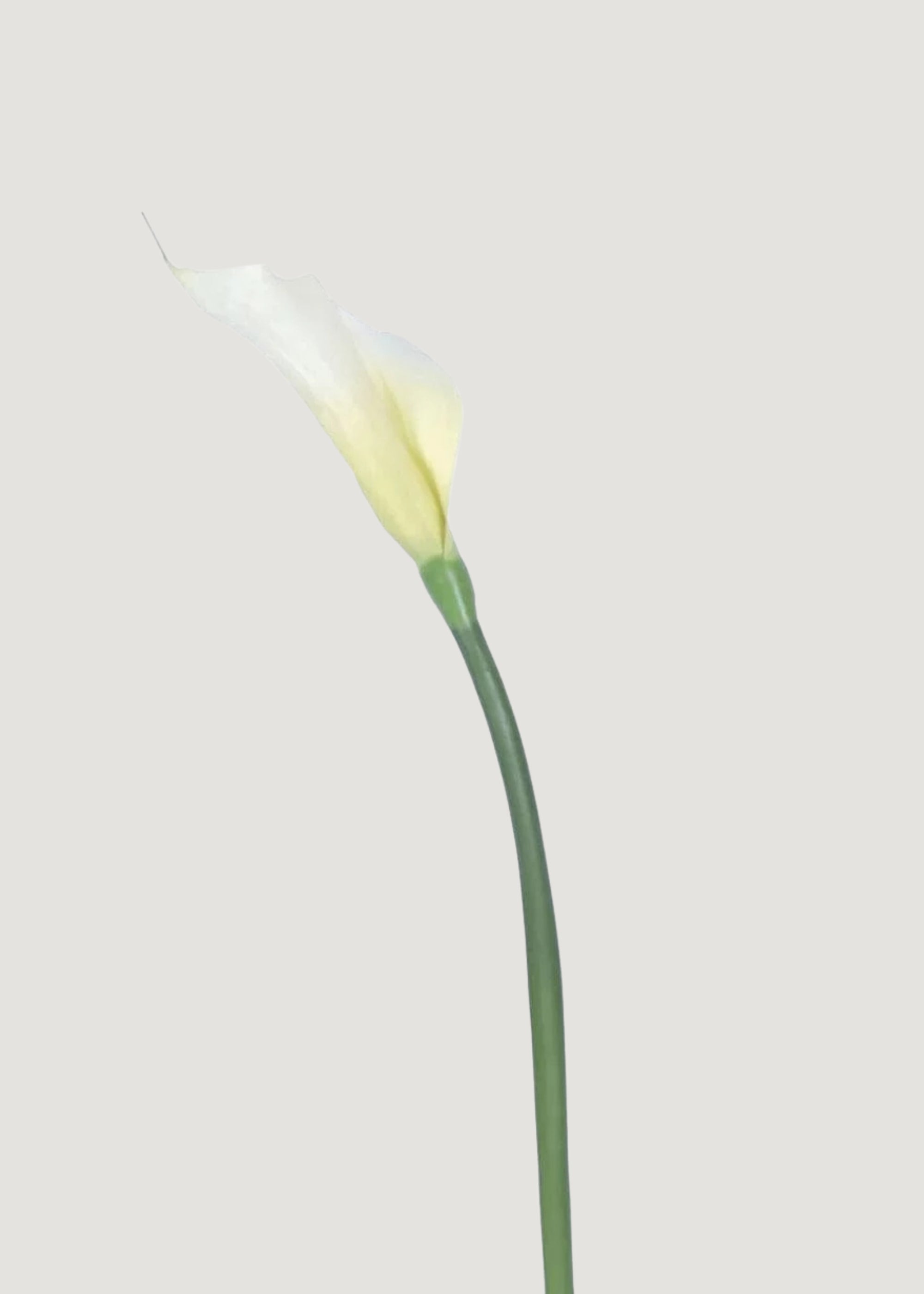 Case of 12 Artificial Calla Lily Stems in Cream 37"