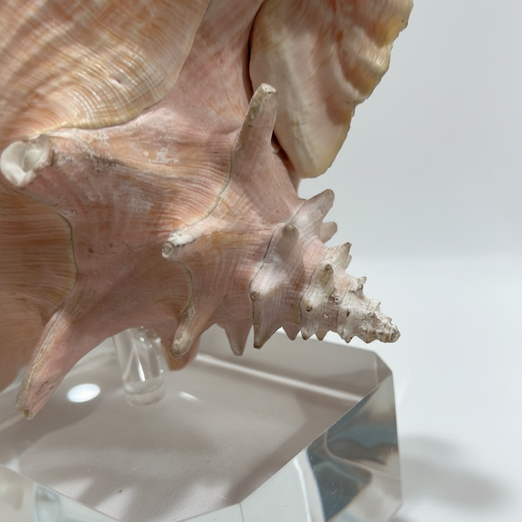 Close-up of a large pink conch shell on a white background