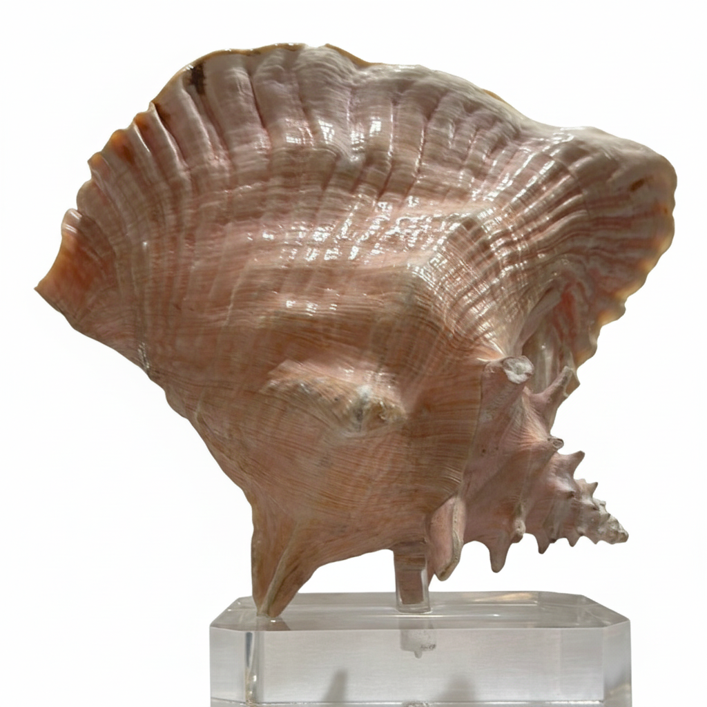 Large shell on a clear rectangular base against a white background