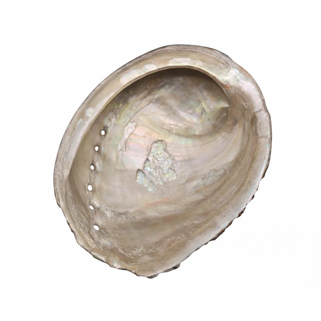 Overhead view of a genuine natural Black Abalone Shell Display – Haliotis cracherodii 5.1" with a pearl inside on a white background