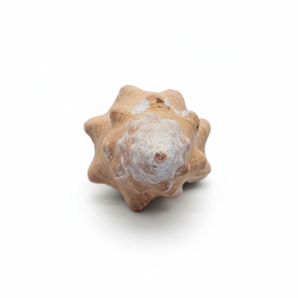 Rare Apricot Horse Conch Display Shell – Premium Coastal Home Decor Specimen 11" (Triplofusus giganteus)