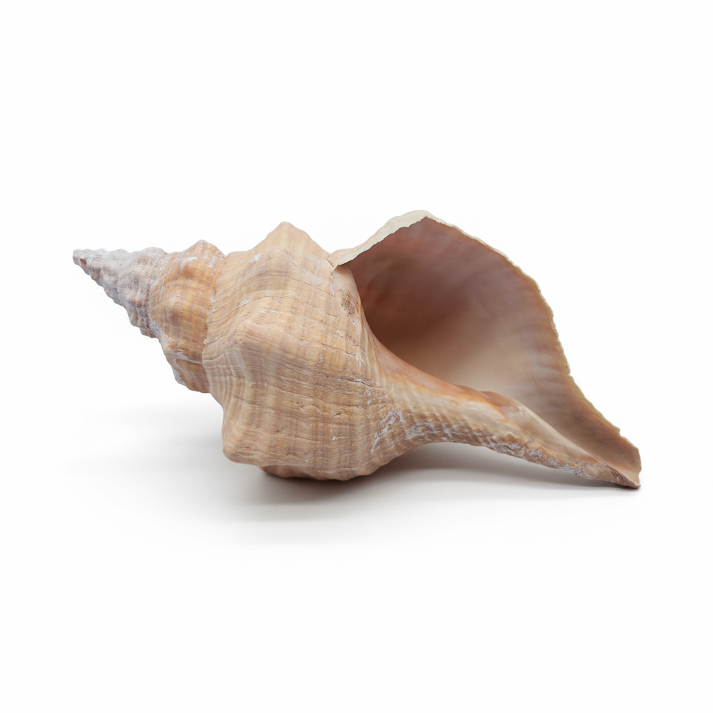 Rare Apricot Horse Conch Display Shell – Premium Coastal Home Decor Specimen 11" (Triplofusus giganteus) on a white background