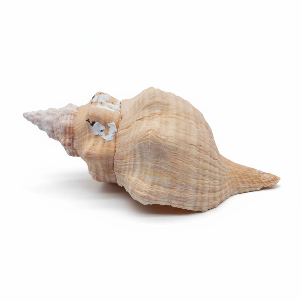 Rare Apricot Horse Conch Display Shell – Premium Coastal Home Decor Specimen 11" (Triplofusus giganteus)