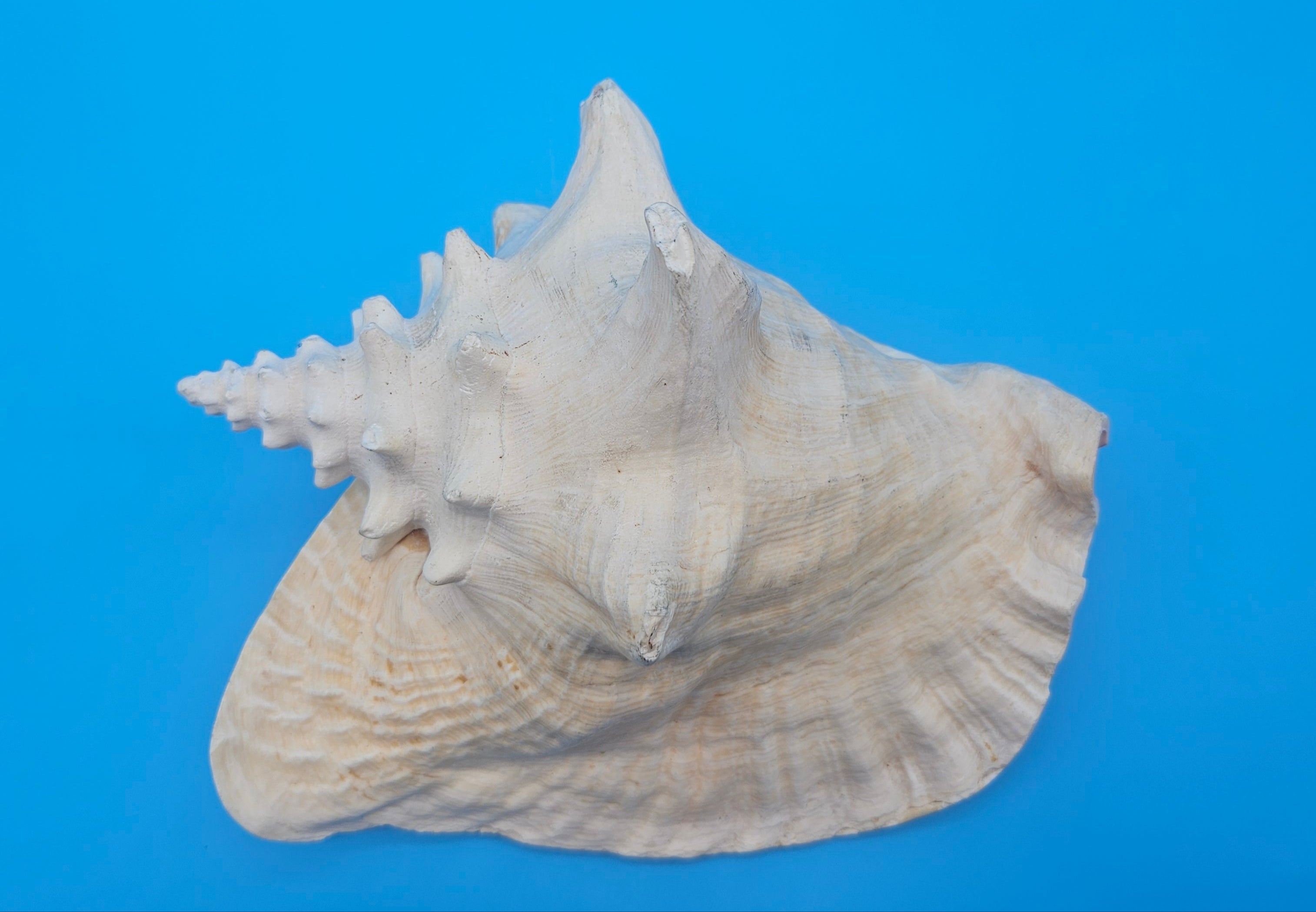 Large premium conch shell on a blue background