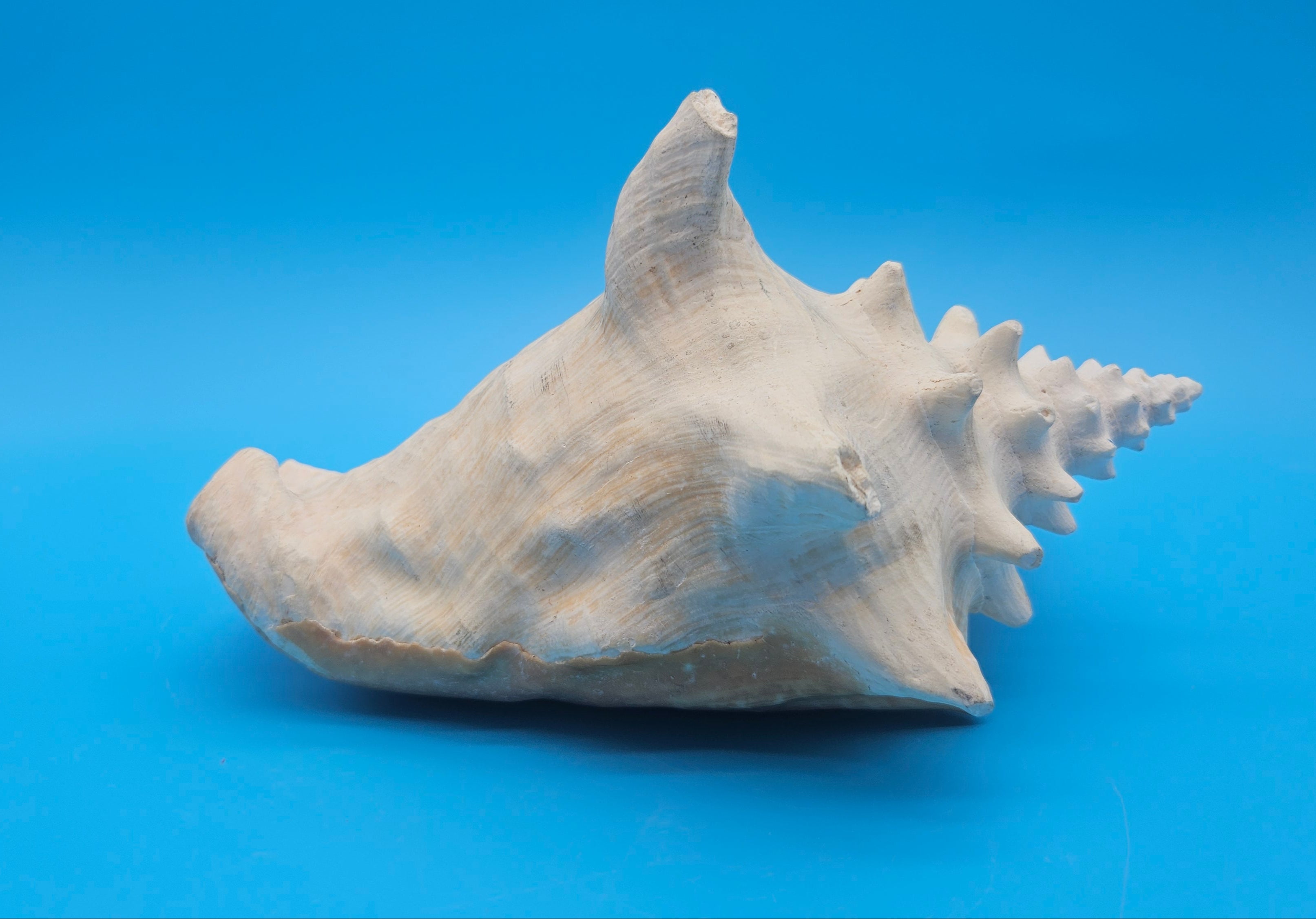 Large queen conch shell on a blue background