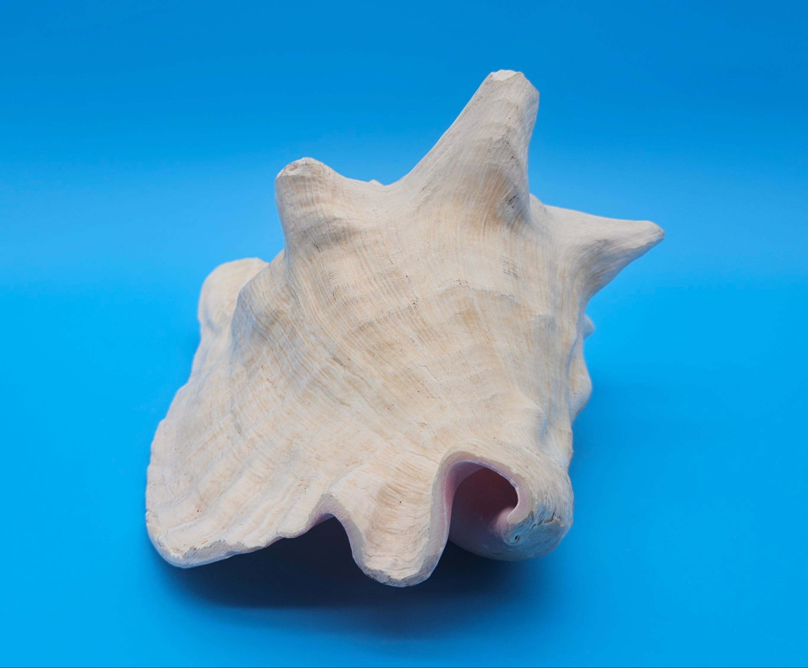 White conch shell on a blue background