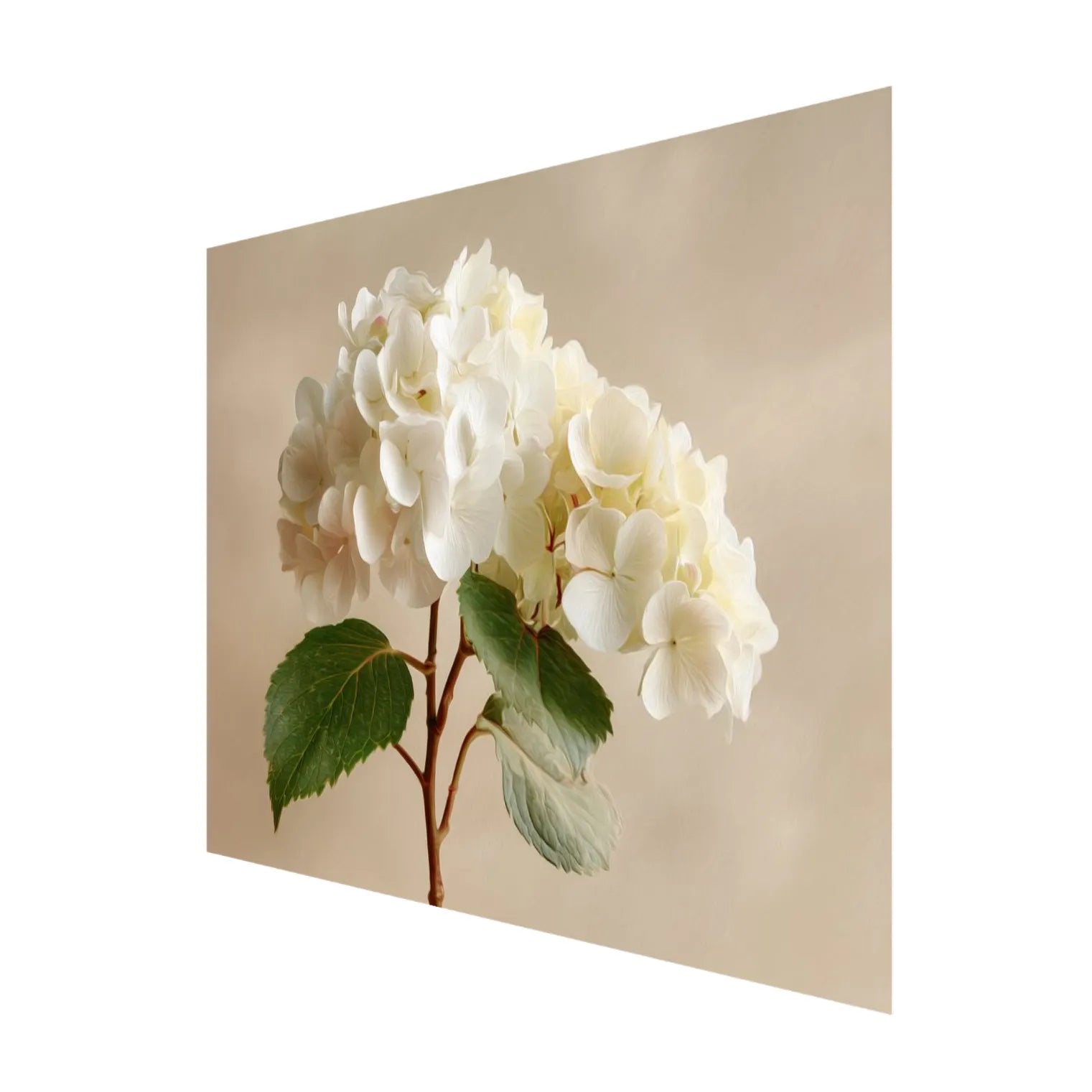 Fine art print of white hydrangeas with green leaves on a light background