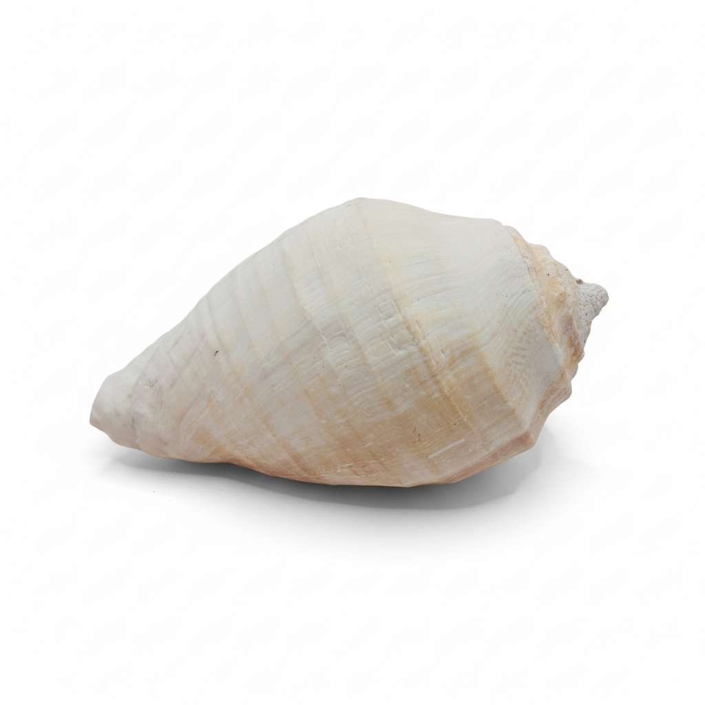 Beige shell on a white background