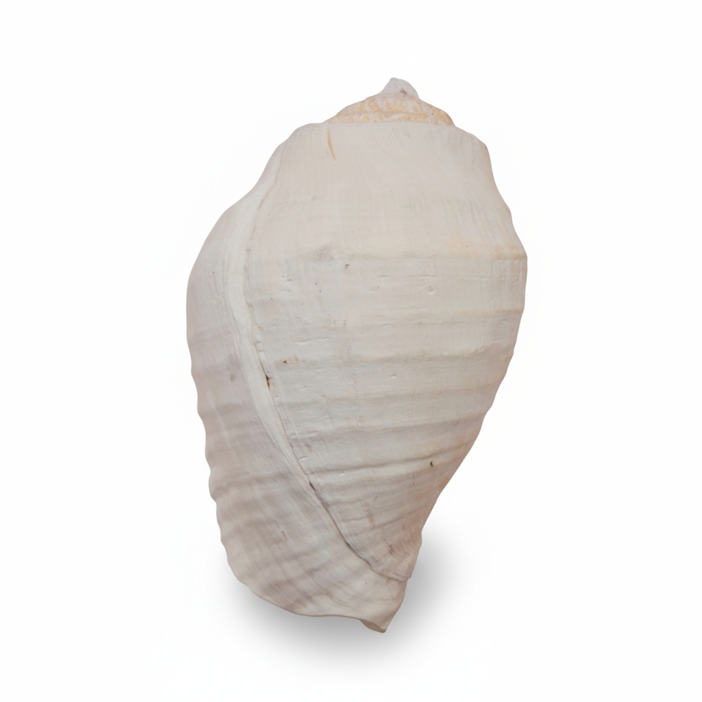 Large white shell on a white background