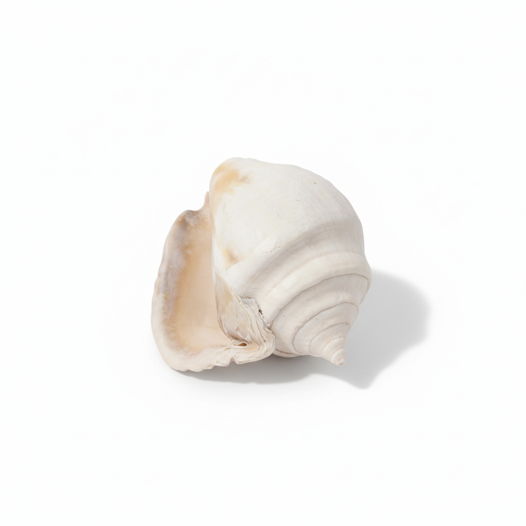 Large white shell on a green textured surface